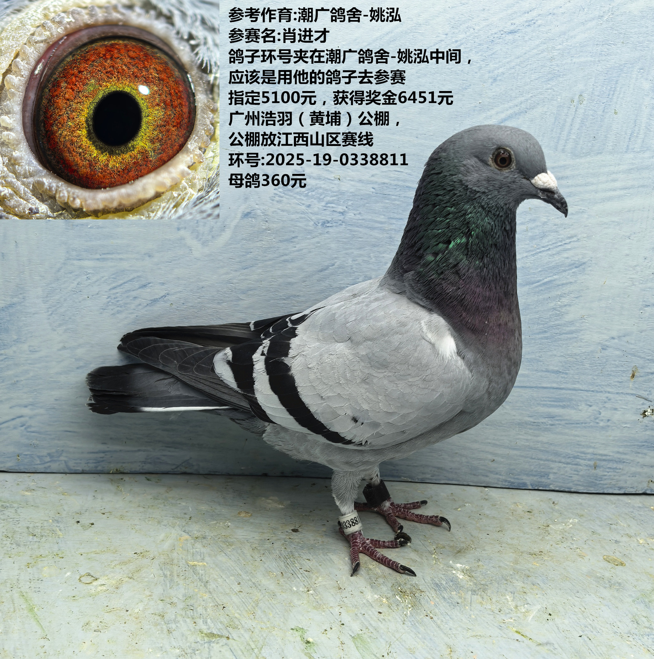 参考作育:潮广鸽舍-姚泓 参赛名:肖进才 获得奖金6451元
