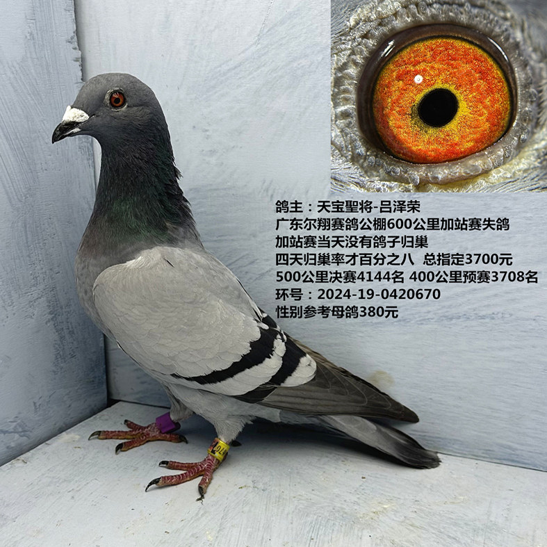 天宝聖将-吕泽荣总指定3700元 500公里决赛4144名 400公里3708名