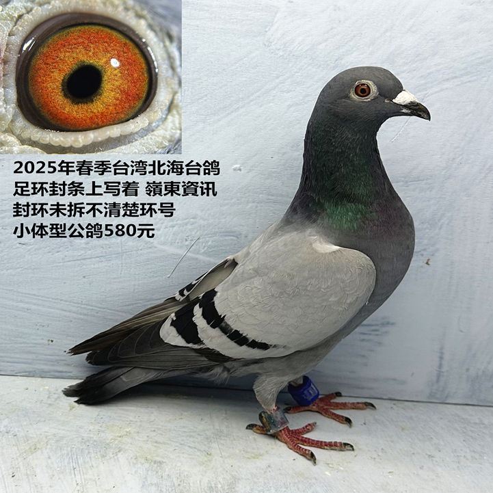 2025年春季台湾北海台鸽 封环台鸽 台湾鸽 封环未拆