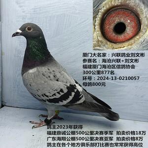 厦门大名家：兴联鸽业刘文彬参赛名：海沧兴联刘文彬300公里877名