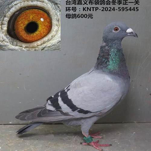 台湾嘉义布袋鸽会冬季正一关  母鸽 台鸽 台湾鸽 天落台鸽
