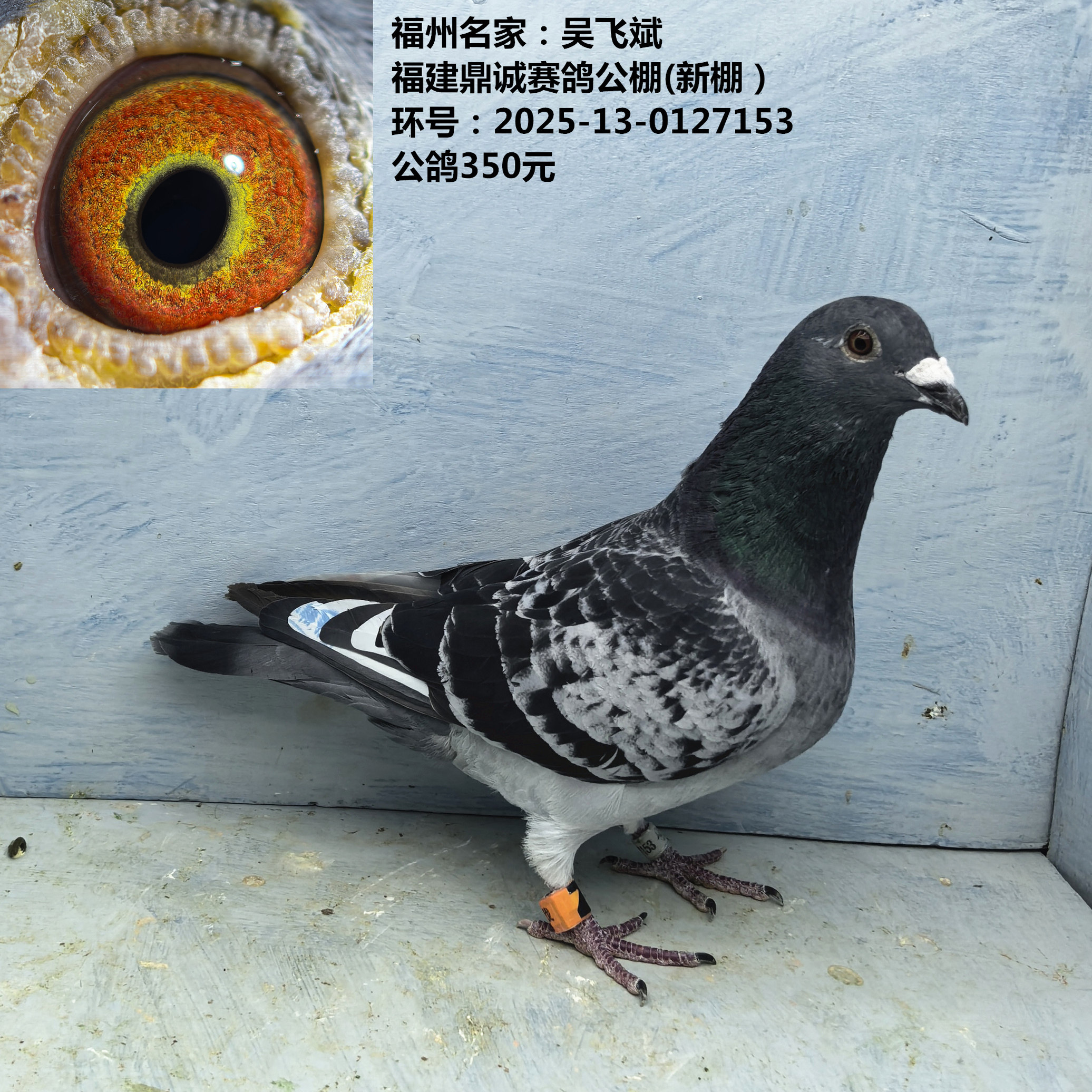 福州名家:吴飞斌 福建鼎诚赛鸽公棚(新棚)