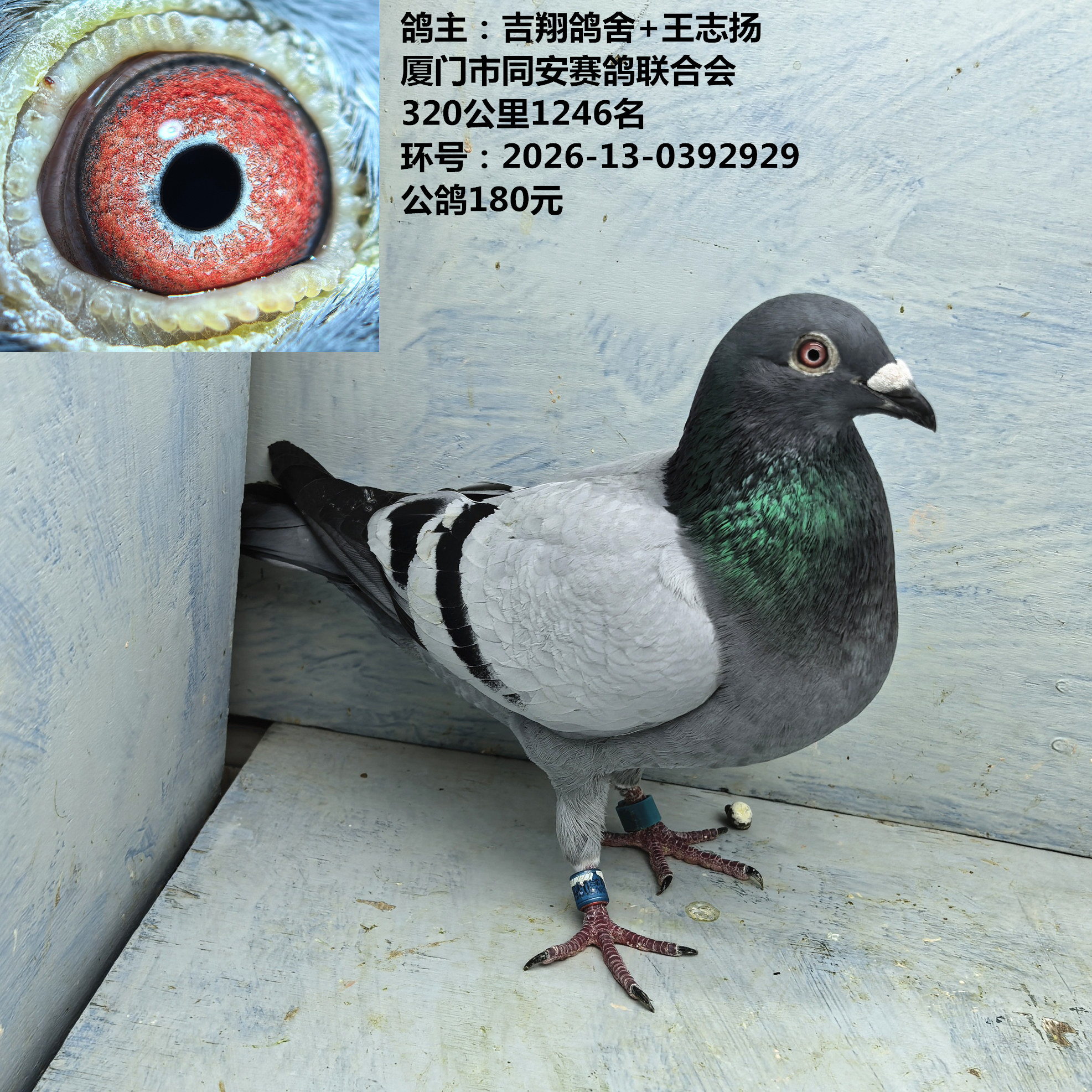 鸽主:吉翔鸽舍+王志扬 厦门市同安赛鸽联合会 320公里1246名