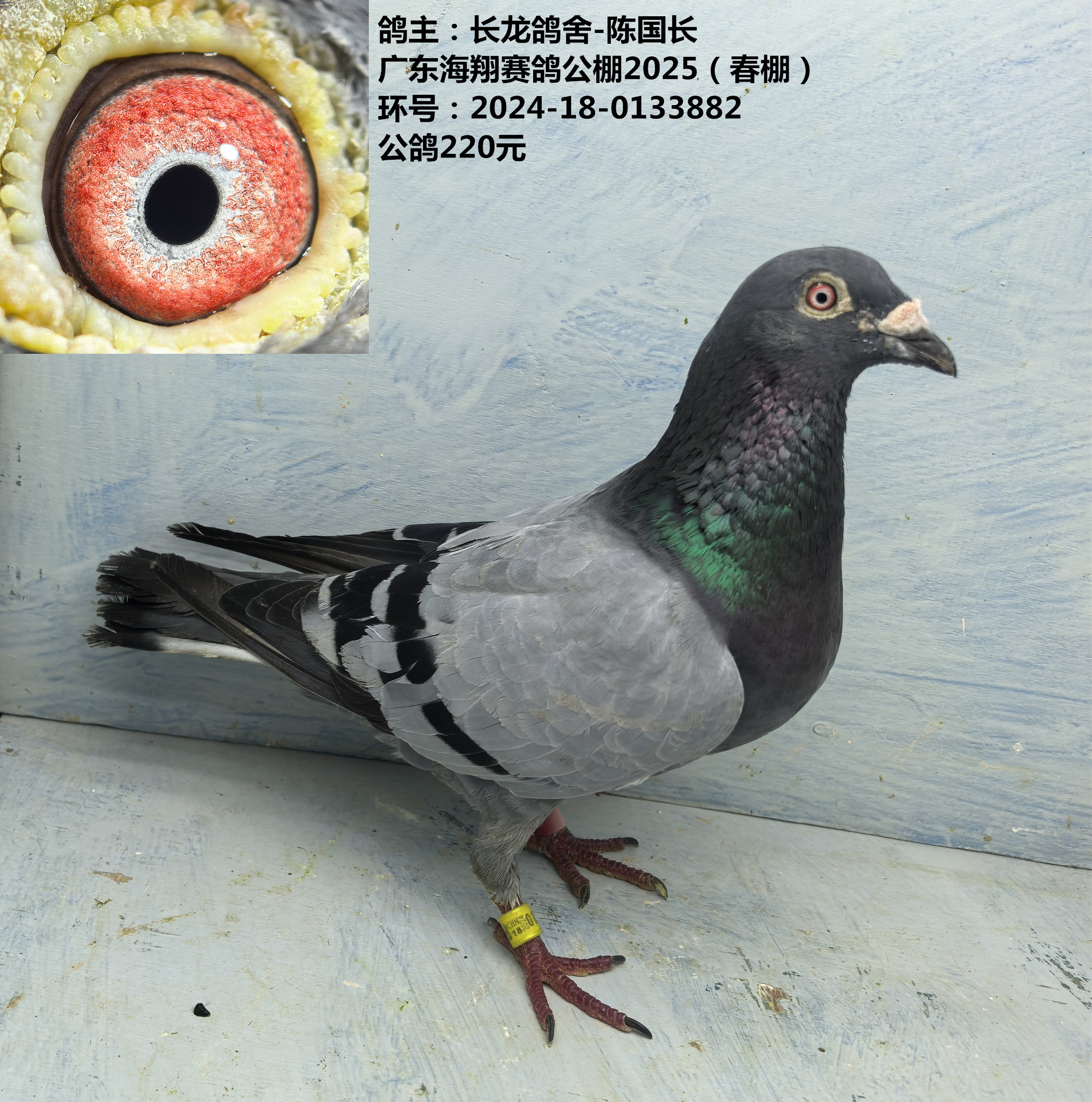 鸽主:长龙鸽舍-陈国长 广东海翔赛鸽公棚2025(春棚)