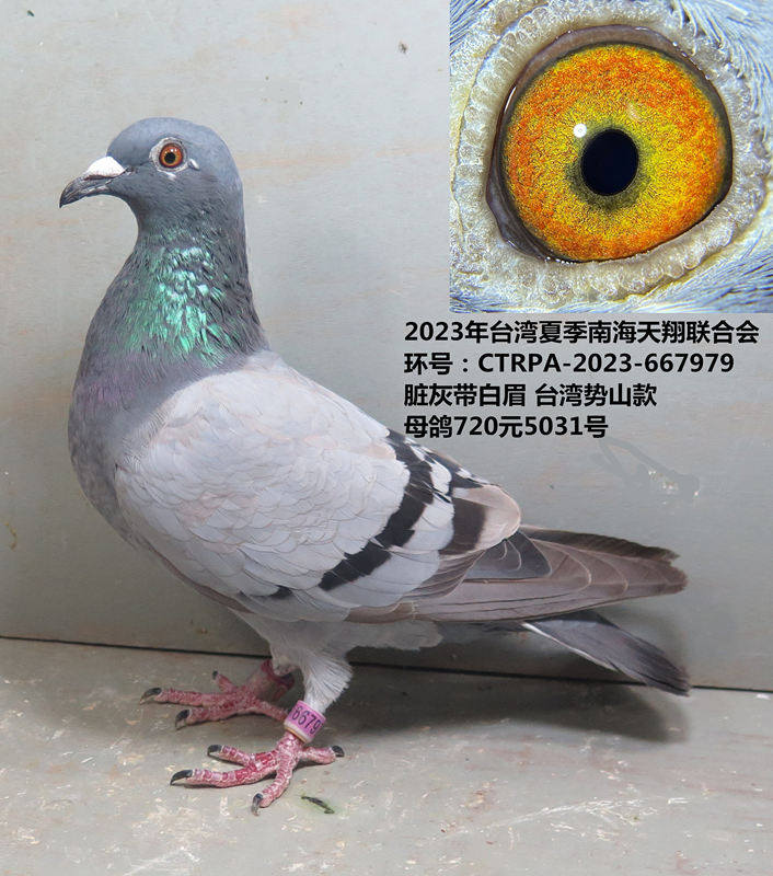 2023年台湾夏季南海天翔联合会  脏灰带白眉 台湾势山款 母鸽