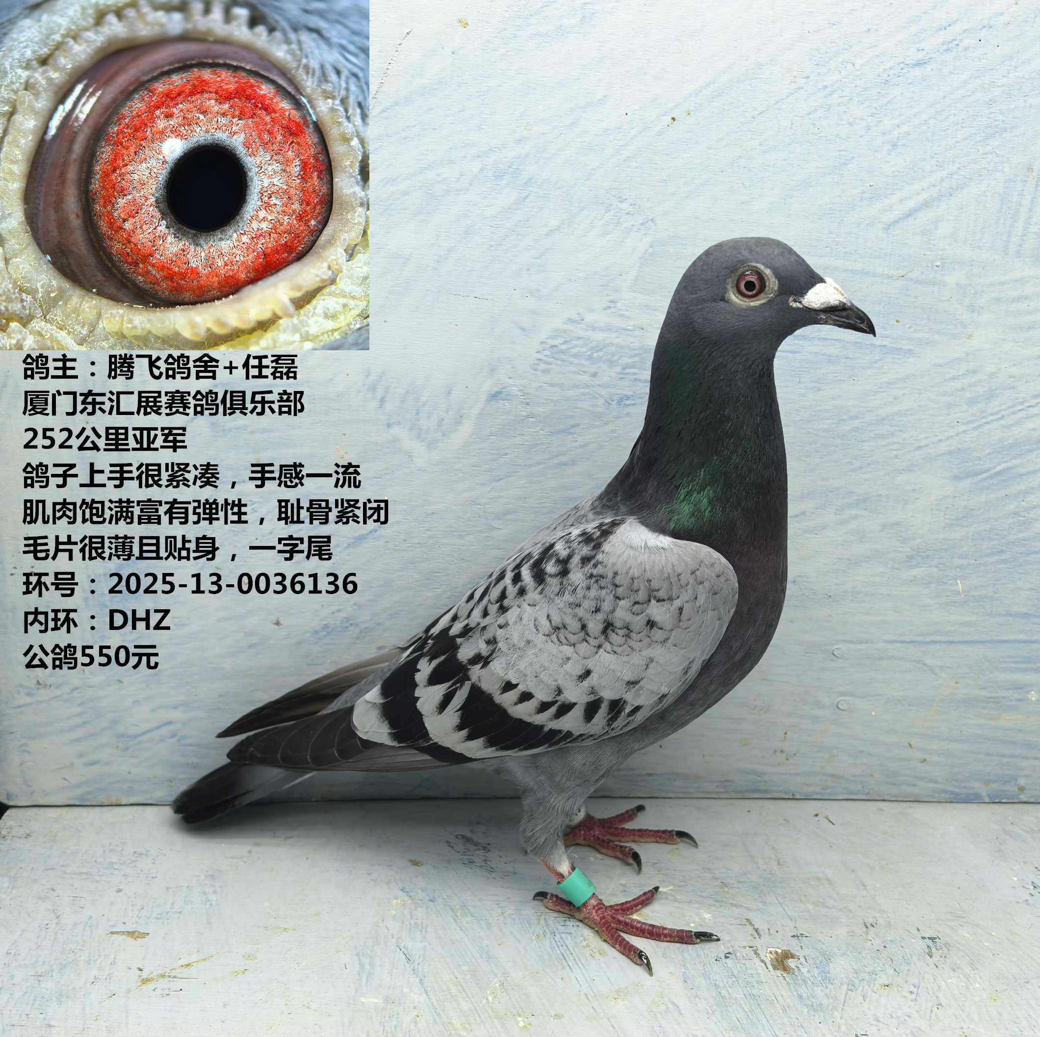 鸽主:腾飞鸽舍+任磊252公里亚军 鸽子上手很紧凑 手感一流成绩鸽