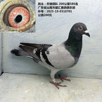 鸽主：天雄团队 200公里586名 广东省汕尾市建汇赛鸽俱乐部