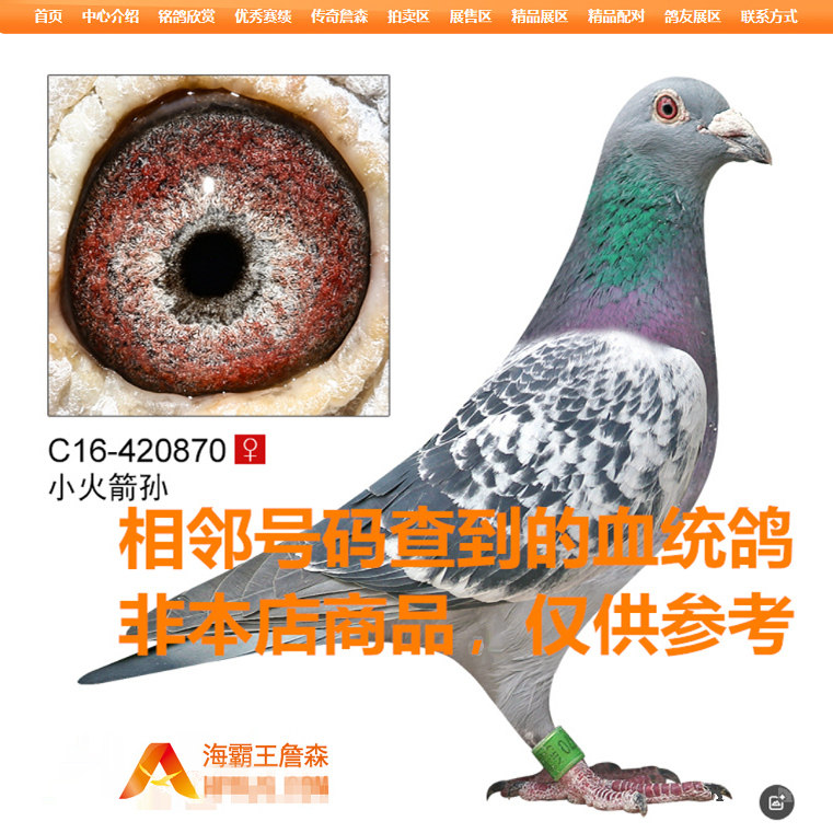 汕头海霸王詹森鸽 血统鸽