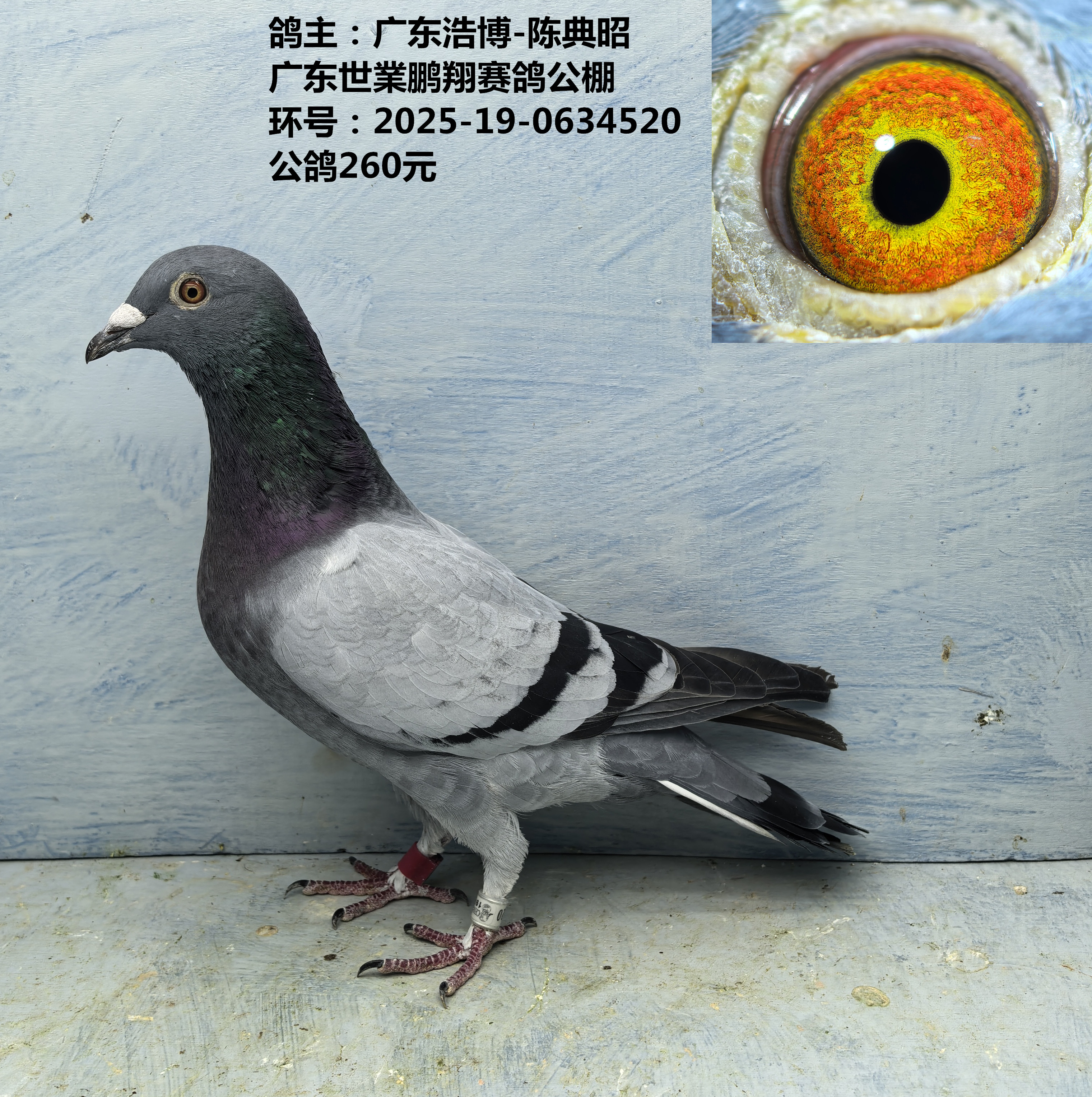 鸽主：广东浩博-陈典昭 广东世業鹏翔赛鸽公棚 参赛费2600元