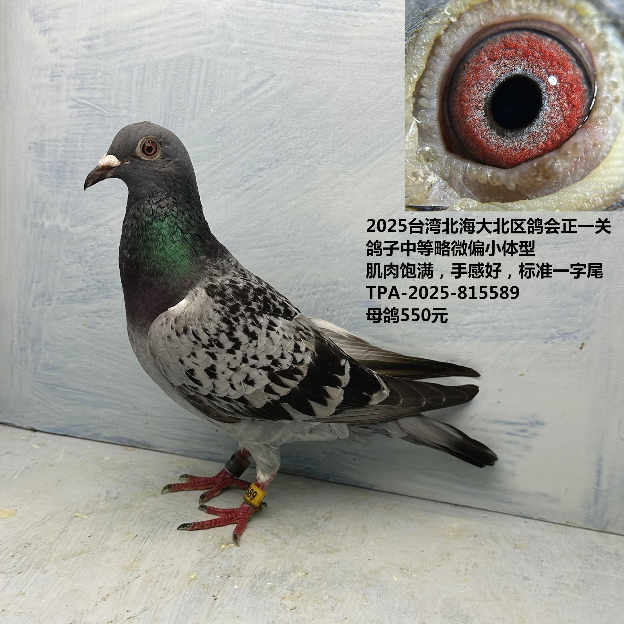 2025台湾北海大北区鸽会正一关 鸽子 肌肉饱满,手感好标准一字尾