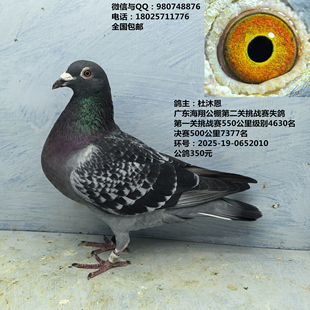 鸽主：杜沐恩 500公里7377名 海翔公棚挑战赛550公里级别4630名