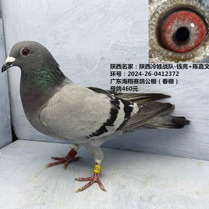 陕西名家:陕西冷娃战队-钱亮+陈嘉文 广东海翔赛鸽公棚(春棚)