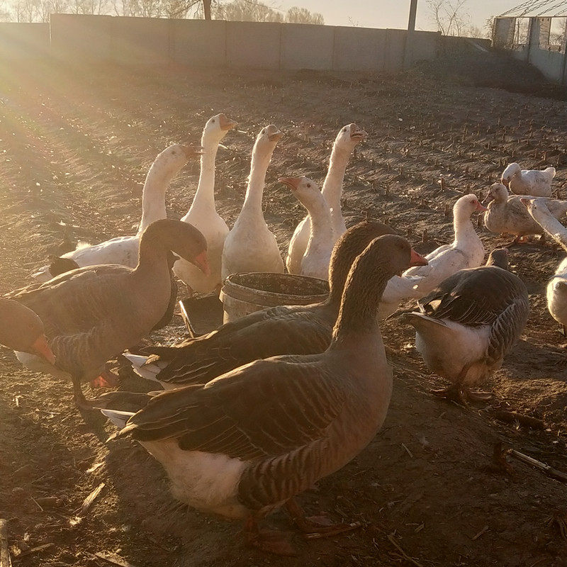 大雁东北笨养雁鹅自家散养杂交灰雁成年朗德鹅3年老雁鹅灰鹅包邮