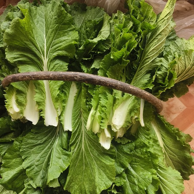 东北饭包叶新鲜大白菜叶20片包邮