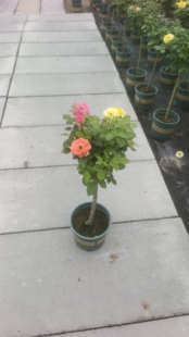 多色棒棒糖树桩月季阳台欧月树状老桩玫瑰花浓香四季庭院开花盆栽