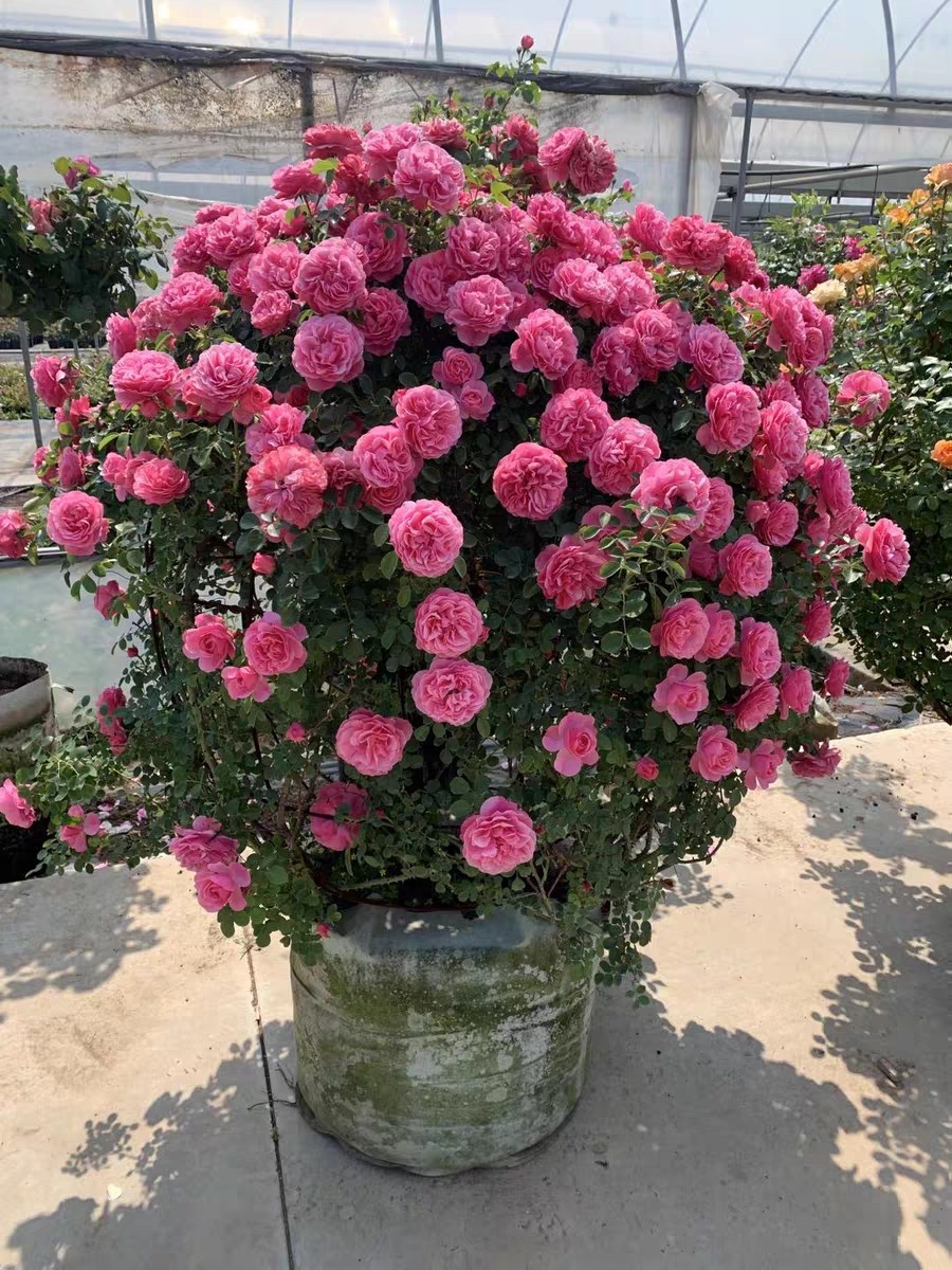 成品欧月花球造型风景树藤本月季蔷薇玫瑰花球艺术品