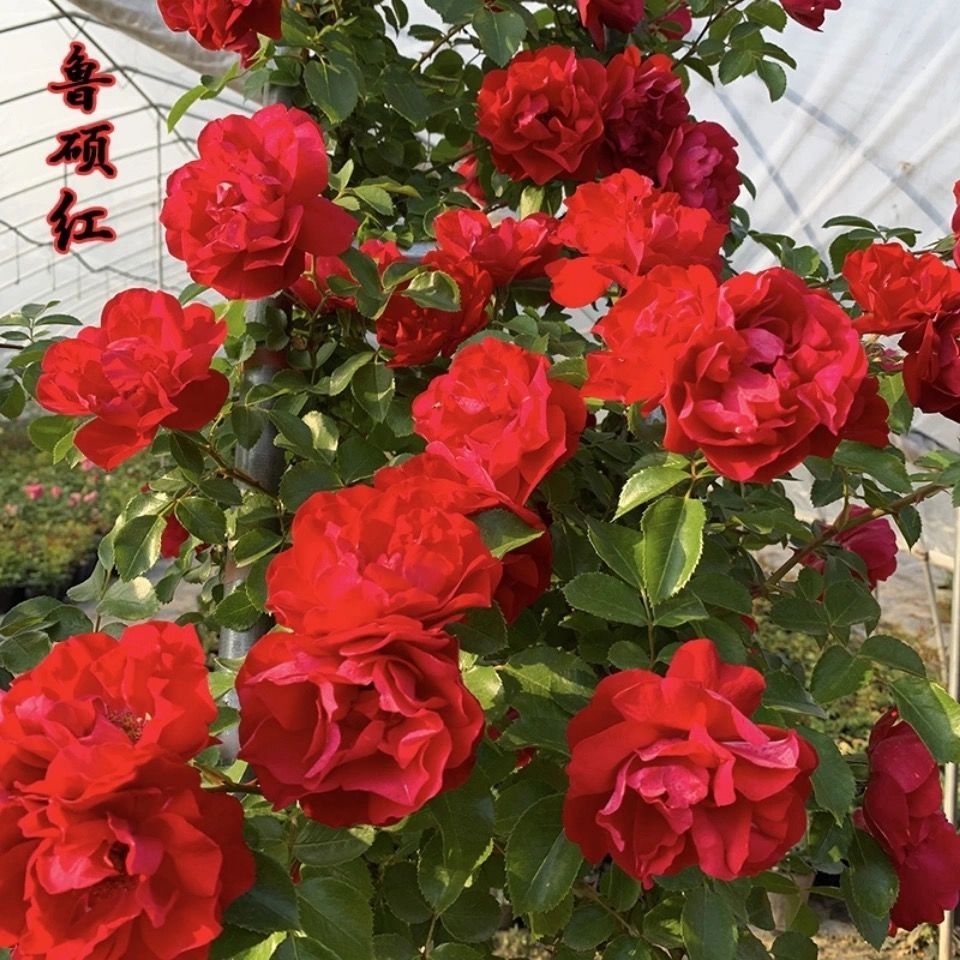 鲁硕红爬藤月季大花浓香四季勤花品种