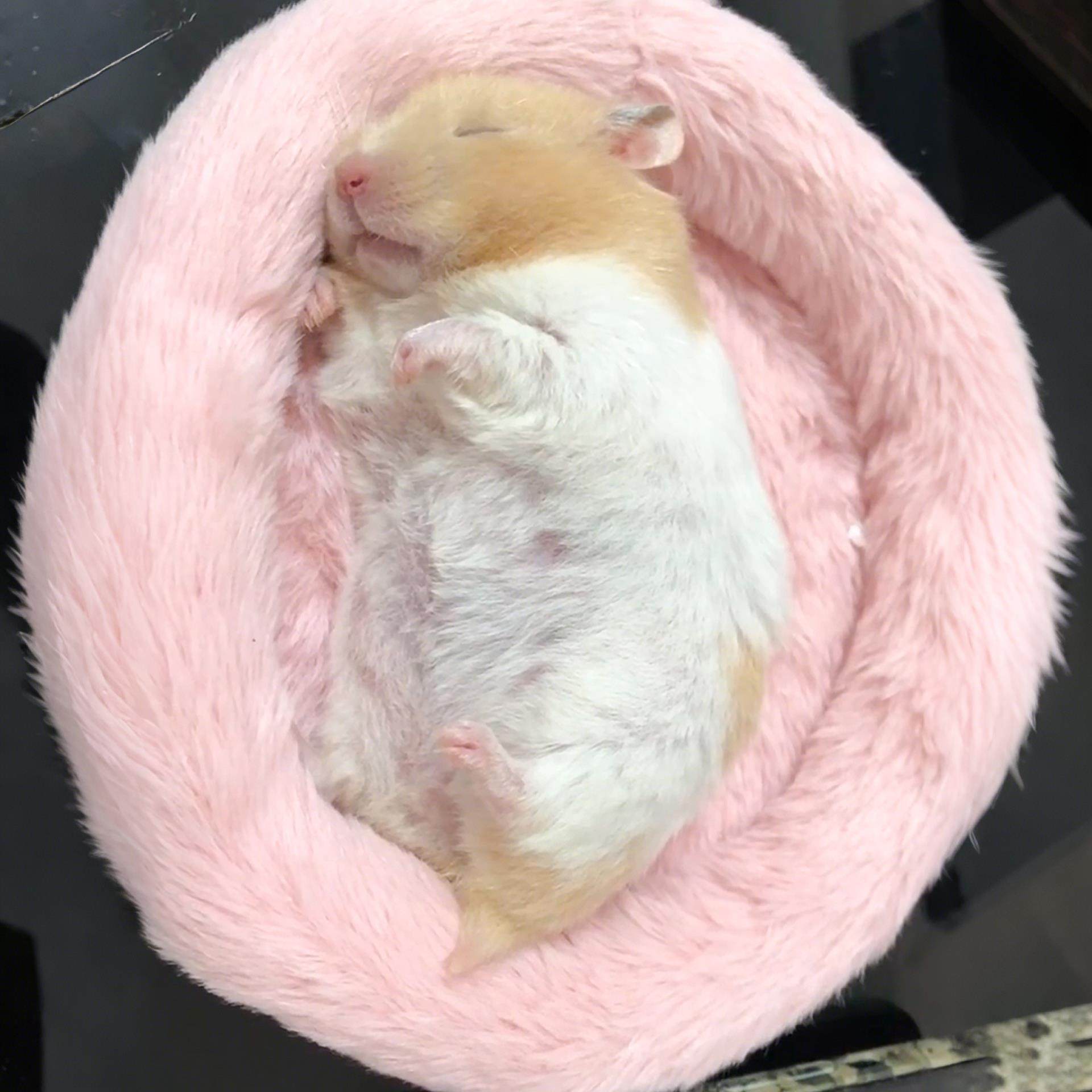 金丝熊仓鼠窝冬季保暖北极绒棉窝刺猬蜜袋鼯龙猫隔凉圆形睡垫沙发