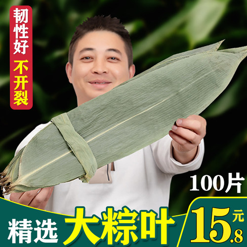 新鲜棕叶100片粽子特大
