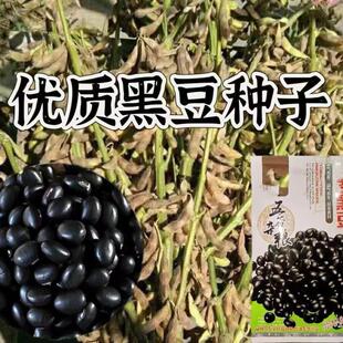 黑豆种子大全黑黄豆养生豆黑小豆种籽原装种子大全