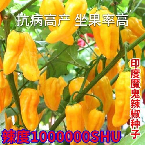 黄魔鬼椒种子大全印度魔鬼红黄灯笼辣椒种籽原装种子大全
