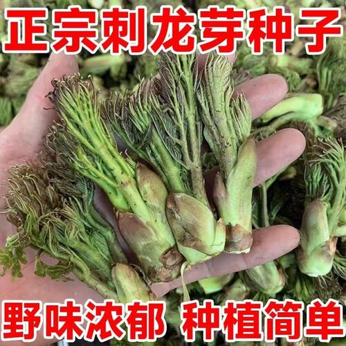 东北刺龙芽种子原装正品