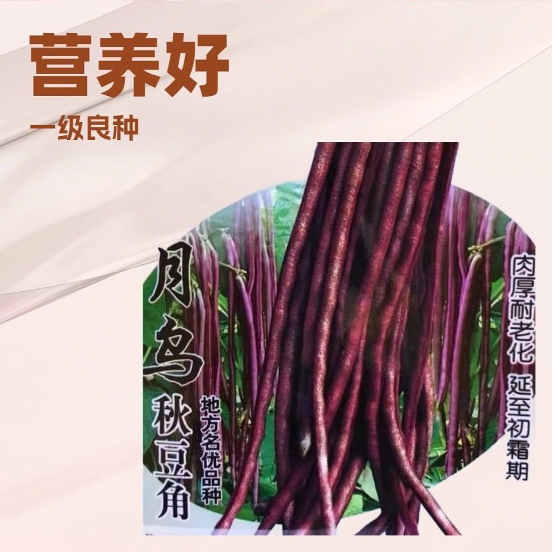 八月乌红豆角种子大全豇豆孑月乌秋豆角种籽原装种子大全