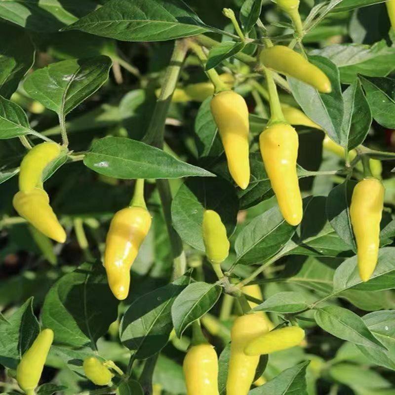 盆载小米椒种子大全特辣香辣泡椒辣椒种籽孑原装种子大全