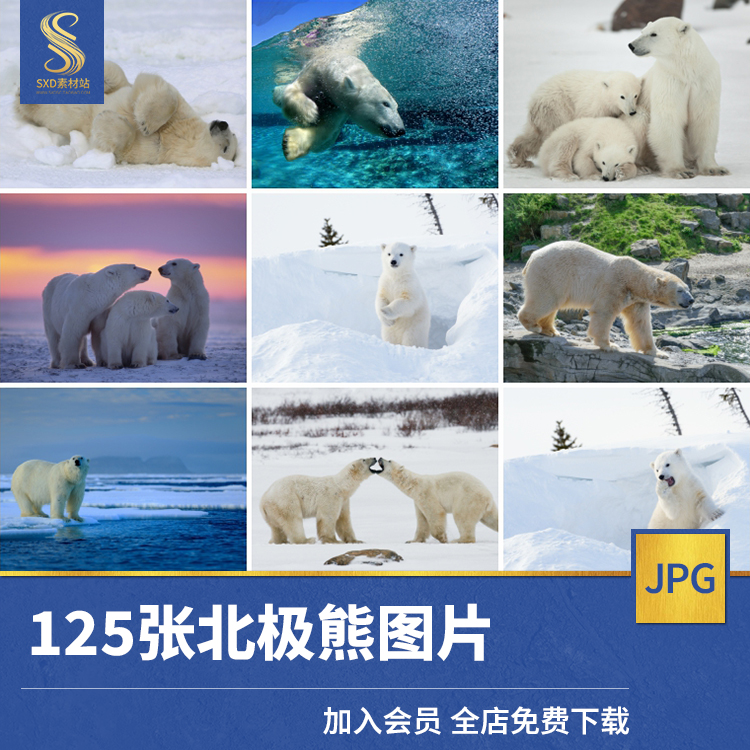 高清jpg素材北极熊图片大白熊幼崽冰川雪原野生动物摄影照电子版