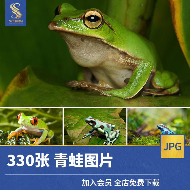 高清jpg素材青蛙图片牛蛙树蛙雨蛙箭毒蛙癞蛤蟆两栖野生动物摄影