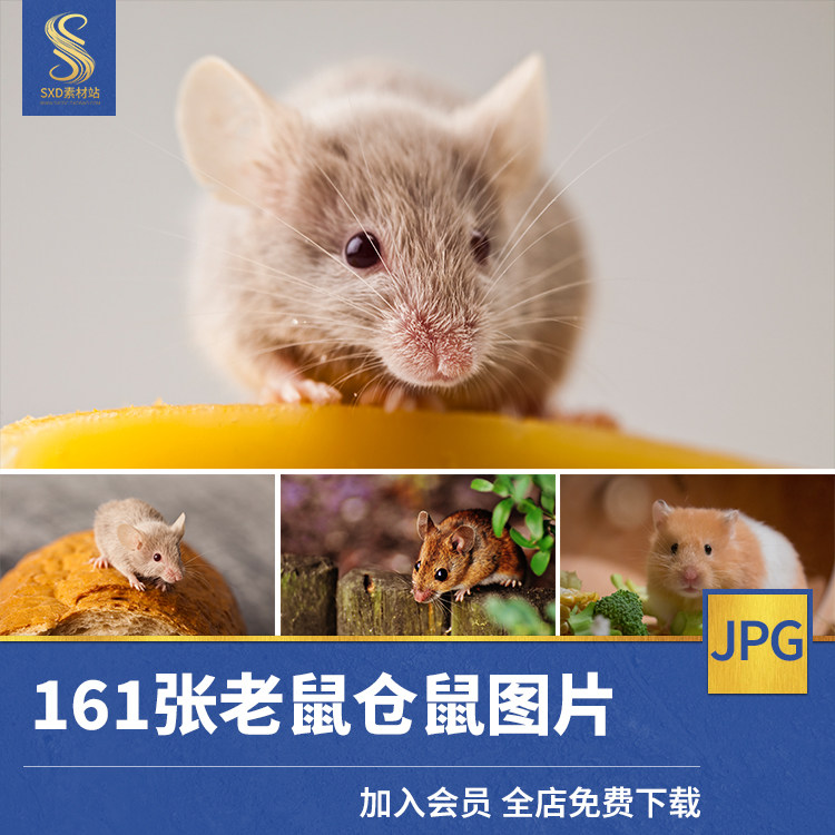 耗子图片,耗子的头像,黑耗子_大山谷图库