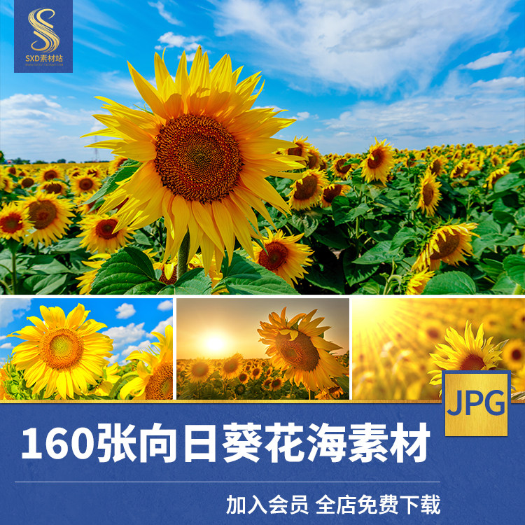 向日葵花海花朵花田高清自然风景jpg图片照片影楼设计合成素材图