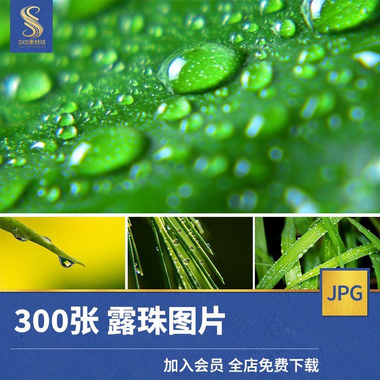高清jpg素材露珠露水图片青草花朵雨后水滴清新唯美背景微距摄影