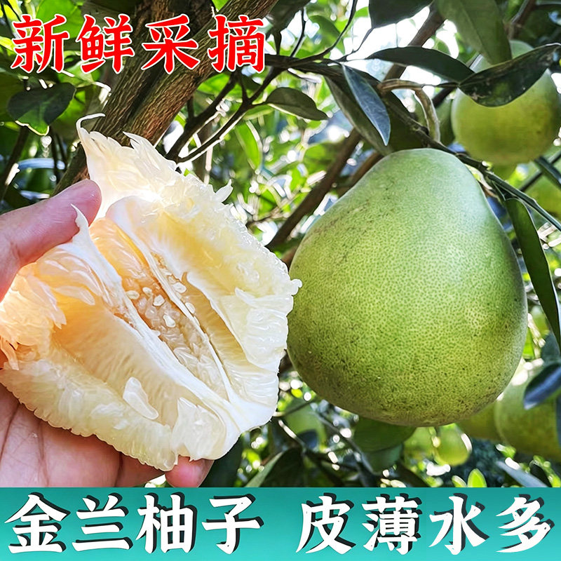 江西金兰柚武功山柚子新鲜水果