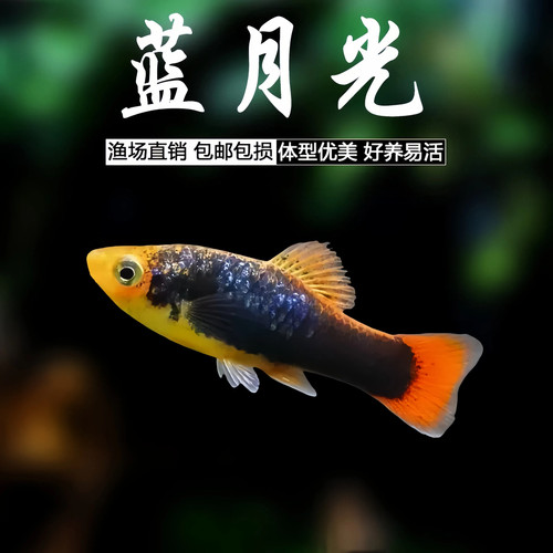 蓝月光孔雀鱼热带观赏鱼