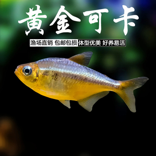 黄金可卡灯鱼南美进口高端灯鱼稀有群游淡水草缸热带观赏鱼活体