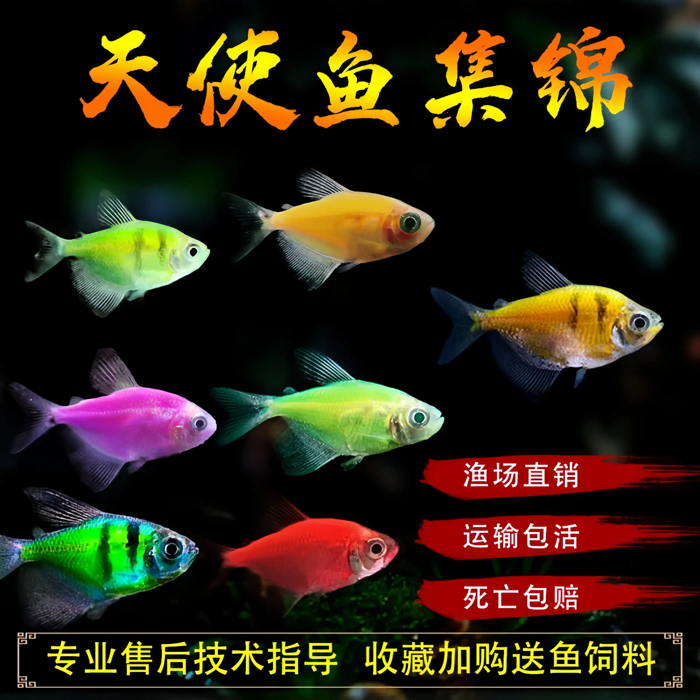 天使鱼群游好养耐活热带淡水