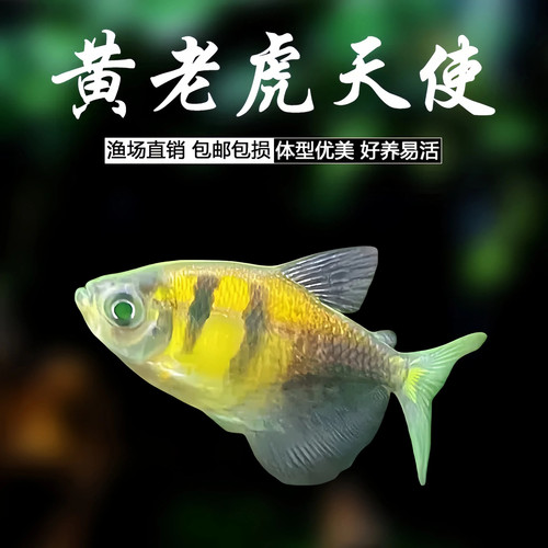 黄虎纹天使鱼大号淡水热带鱼