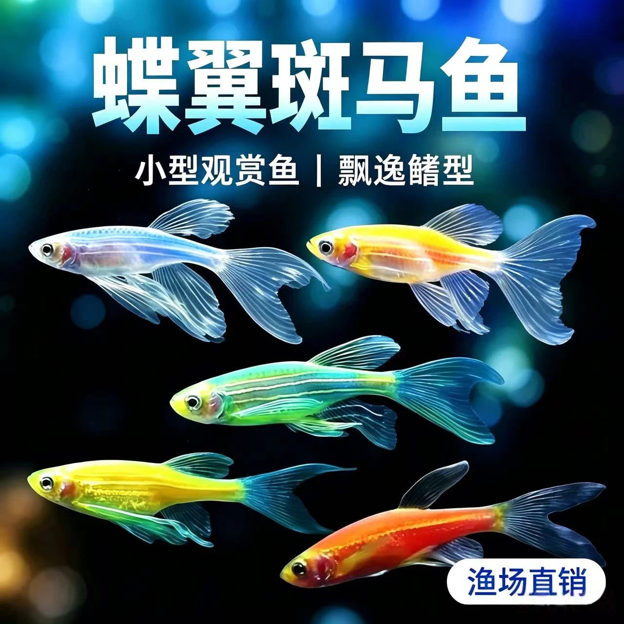 蝶翼斑马鱼长尾长鳍翡翠绿观赏鱼龙凤冷水小型淡水好养耐活小活鱼