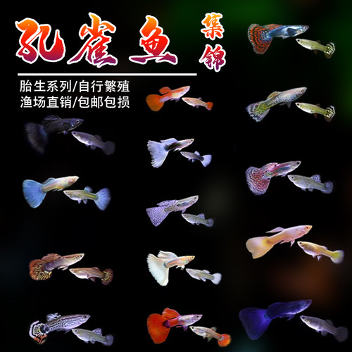 孔雀鱼小鱼苗活体练手胎生凤尾鱼