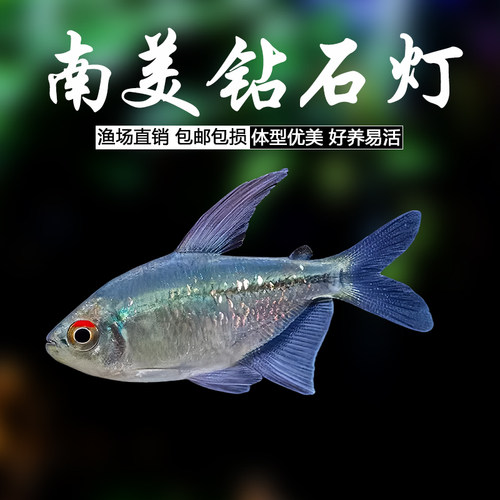 南美钻石灯鱼闪光直线脂鲤