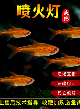 喷火灯鱼爱蔓达灯鱼橘帆梦幻旗鱼淡水草缸小型群游灯科热带观赏鱼