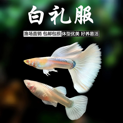 白礼服孔雀鱼小型观赏鱼