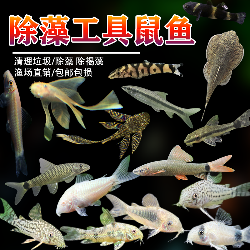 老鼠鱼清道夫金苔黑线胡子珍珠小猴型观赏底栖除藻清洁垃圾工具鱼