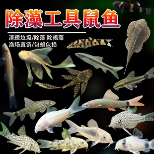 老鼠鱼清道夫金苔黑线胡子珍珠小猴型观赏底栖除藻清洁垃圾工具鱼