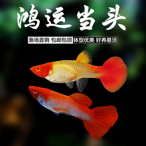 鸿运当头孔雀鱼精品红头群游鱼