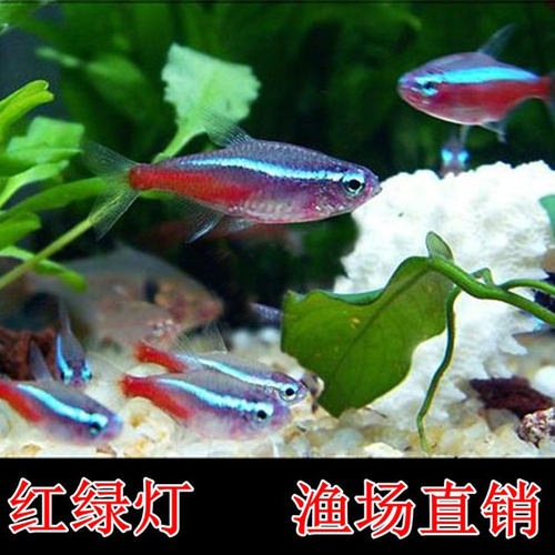 红绿灯鱼小型淡水群游鱼包邮