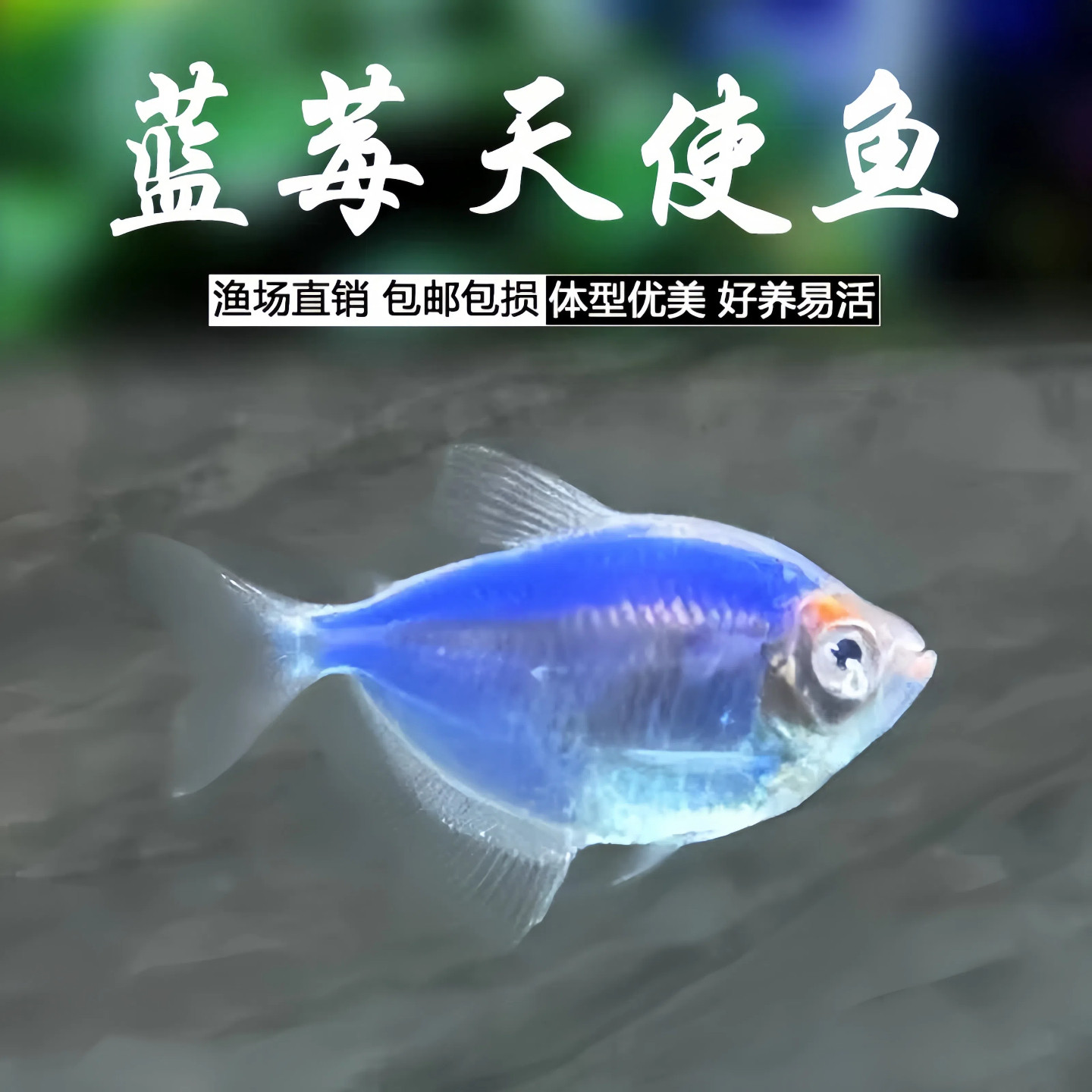 蓝莓天使鱼热带观赏鱼草缸群游鱼淡水小型鱼活体好养耐活耐天使鱼,宠物/宠物食品及用品,鱼,淘宝优惠券,粉丝福利购,淘宝优惠卷