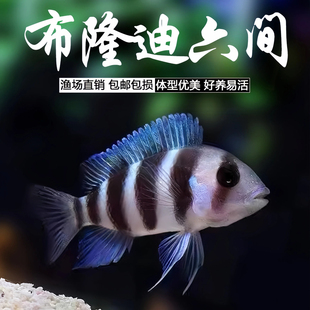 布隆迪六间鱼伊巴卡六间鱼三湖慈鲷鱼淡水鱼好养易活体热带观赏鱼