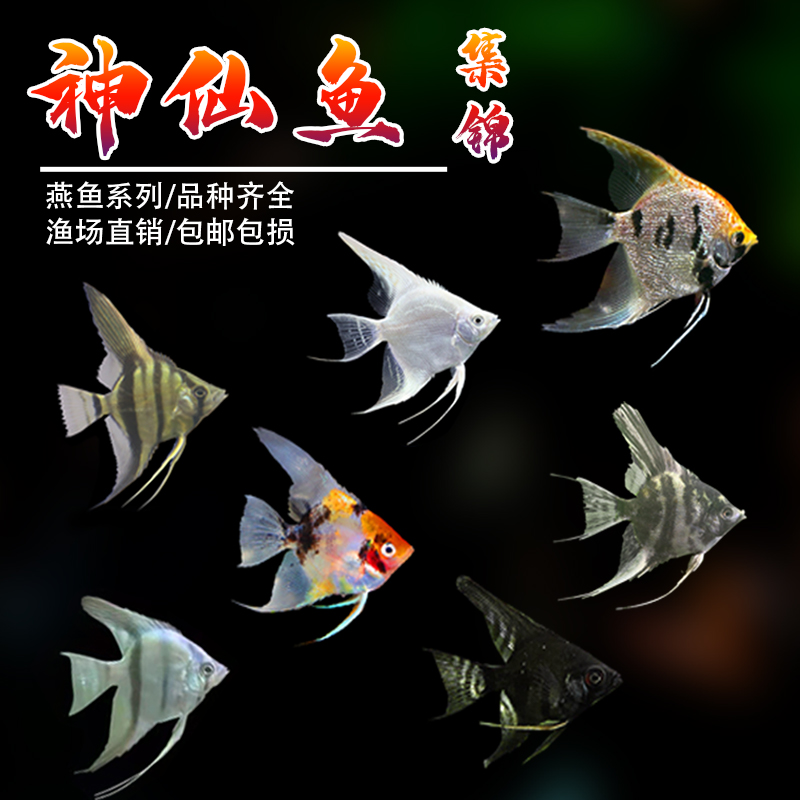 七彩玻璃陨石埃及秘鲁热带观赏鱼
